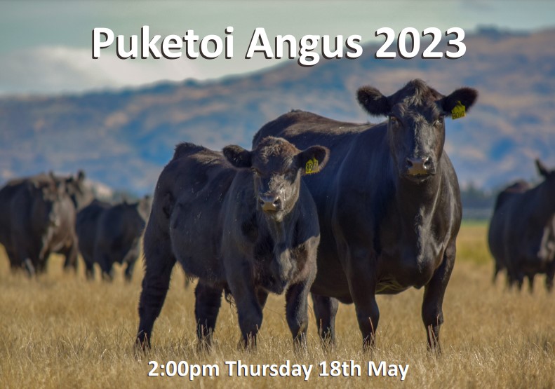 Current livestock listings South Island, NZ Rural Livestock